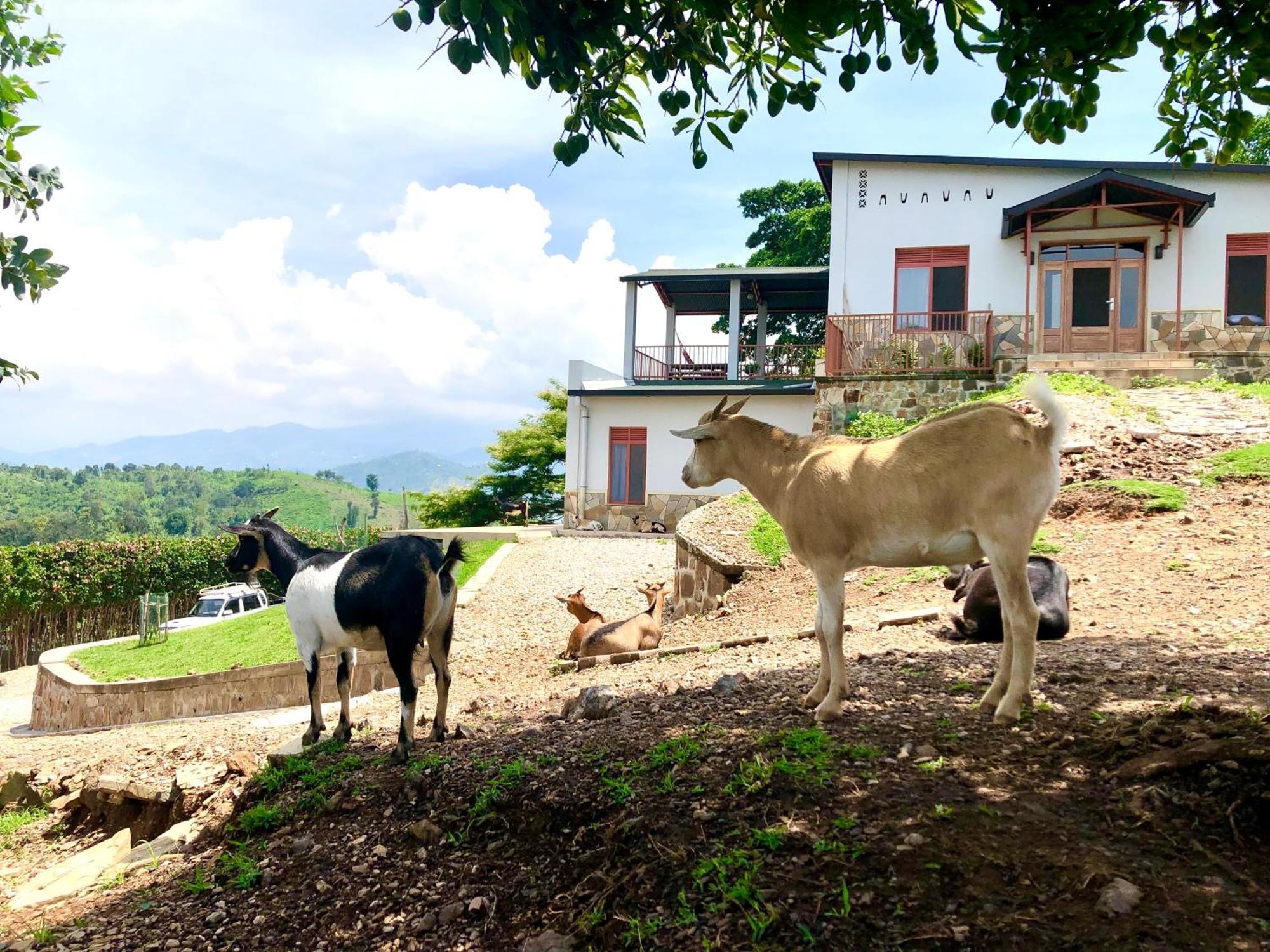 Amazi Land Home And Farm Stay Kibuye Exterior photo